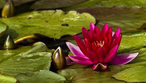 Preview wallpaper waterlily, bud, water, leaves, close up