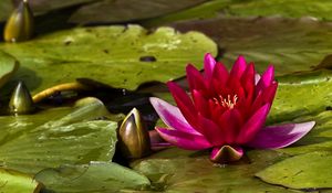 Preview wallpaper waterlily, bud, water, leaves, close up