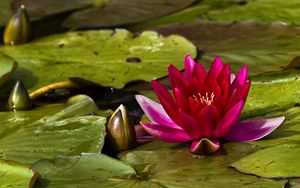 Preview wallpaper waterlily, bud, water, leaves, close up