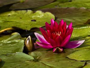 Preview wallpaper waterlily, bud, water, leaves, close up