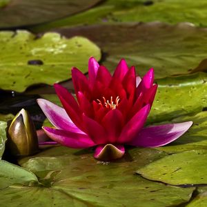 Preview wallpaper waterlily, bud, water, leaves, close up