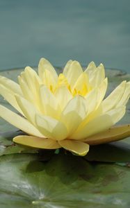 Preview wallpaper waterlily, flower, water