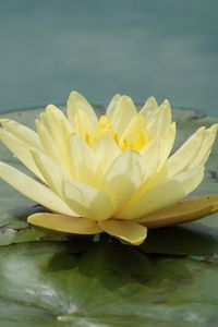 Preview wallpaper waterlily, flower, water