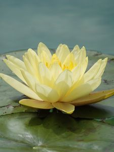 Preview wallpaper waterlily, flower, water