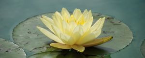 Preview wallpaper waterlily, flower, water