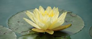 Preview wallpaper waterlily, flower, water