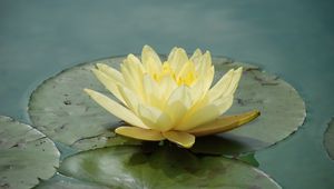 Preview wallpaper waterlily, flower, water