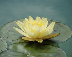 Preview wallpaper waterlily, flower, water