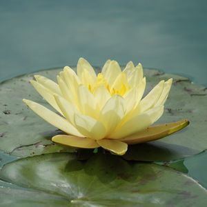 Preview wallpaper waterlily, flower, water