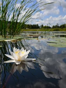 Preview wallpaper water-lily, lake, reflection, clouds, mirror, flower, lily