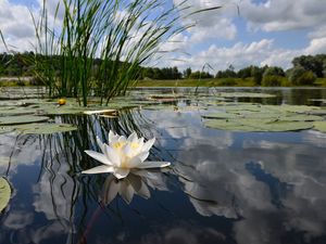 Preview wallpaper water-lily, lake, reflection, clouds, mirror, flower, lily