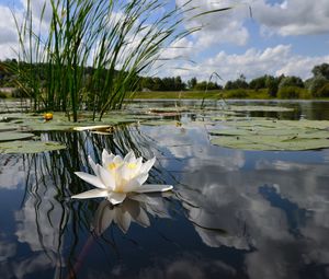 Preview wallpaper water-lily, lake, reflection, clouds, mirror, flower, lily