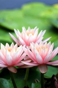 Preview wallpaper water-lily, leaves, blur, pond, close-up