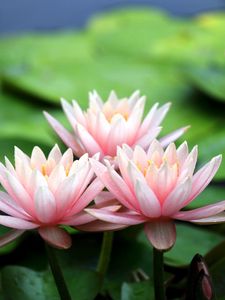 Preview wallpaper water-lily, leaves, blur, pond, close-up