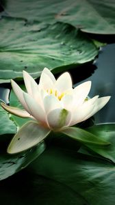 Preview wallpaper water-lily leaves, water, swamp