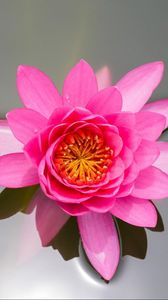 Preview wallpaper waterlily, pink, water, surface