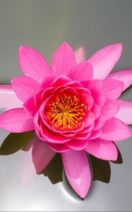 Preview wallpaper waterlily, pink, water, surface