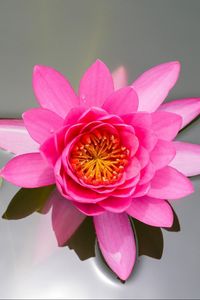 Preview wallpaper waterlily, pink, water, surface