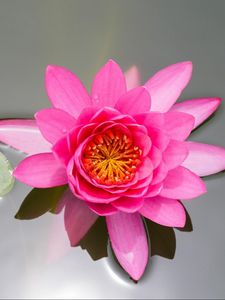 Preview wallpaper waterlily, pink, water, surface