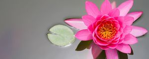 Preview wallpaper waterlily, pink, water, surface