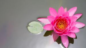 Preview wallpaper waterlily, pink, water, surface