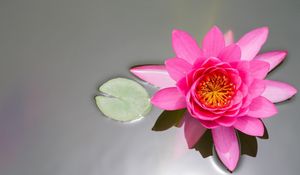 Preview wallpaper waterlily, pink, water, surface