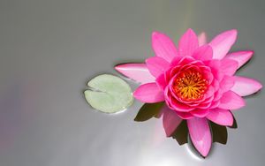 Preview wallpaper waterlily, pink, water, surface