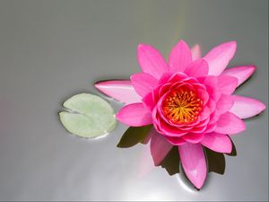 Preview wallpaper waterlily, pink, water, surface