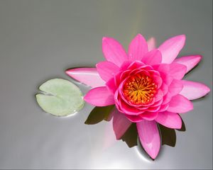 Preview wallpaper waterlily, pink, water, surface