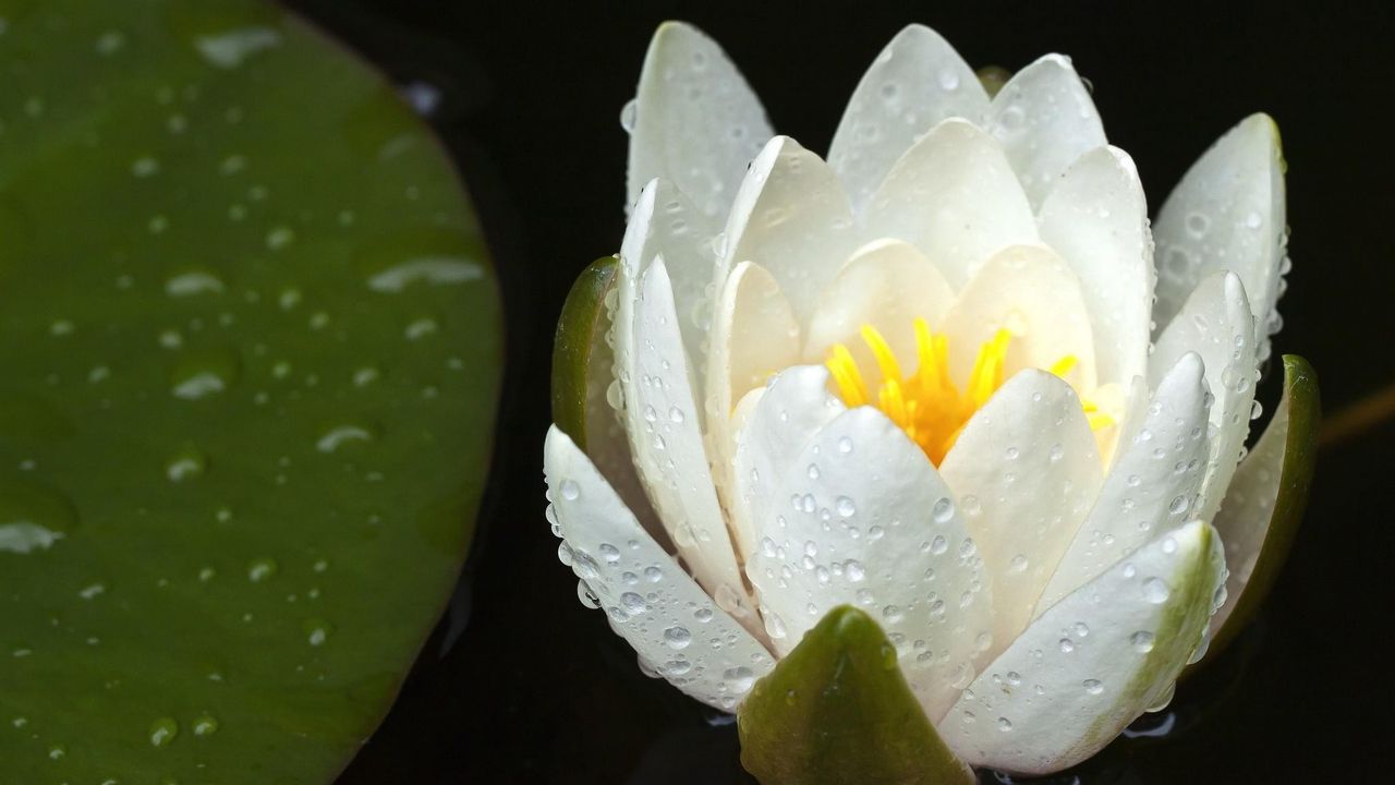 Wallpaper waterlily, promiscuity, drops, wate