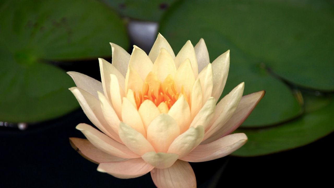 Wallpaper waterlily, snow-white, leaves, water, close-up