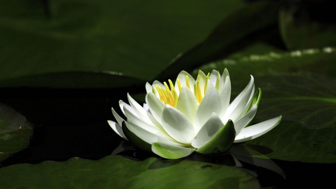 Wallpaper waterlily, snow-white, water, leaves