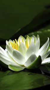 Preview wallpaper waterlily, snow-white, water, leaves