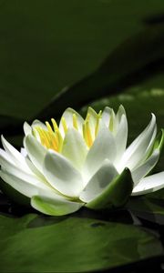 Preview wallpaper waterlily, snow-white, water, leaves