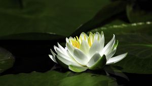 Preview wallpaper waterlily, snow-white, water, leaves