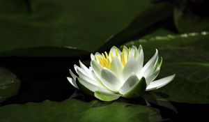 Preview wallpaper waterlily, snow-white, water, leaves