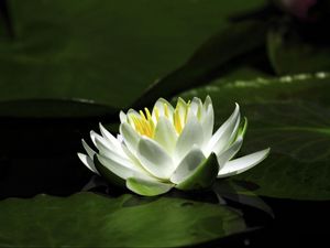 Preview wallpaper waterlily, snow-white, water, leaves