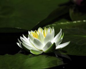 Preview wallpaper waterlily, snow-white, water, leaves