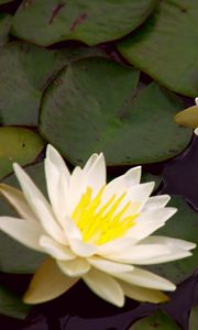 Preview wallpaper waterlily, steam, water, leaves, pond