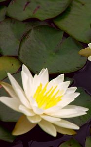 Preview wallpaper waterlily, steam, water, leaves, pond