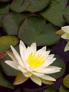 Preview wallpaper waterlily, steam, water, leaves, pond