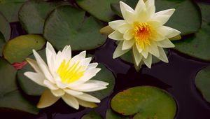 Preview wallpaper waterlily, steam, water, leaves, pond