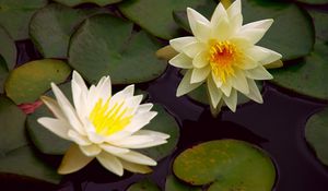 Preview wallpaper waterlily, steam, water, leaves, pond