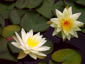 Preview wallpaper waterlily, steam, water, leaves, pond