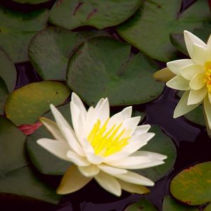 Preview wallpaper waterlily, steam, water, leaves, pond