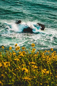 Preview wallpaper waves, flowers, splash, spray