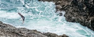 Preview wallpaper waves, rocks, seagull, bird, sea