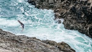 Preview wallpaper waves, rocks, seagull, bird, sea