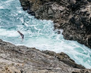 Preview wallpaper waves, rocks, seagull, bird, sea