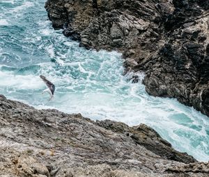 Preview wallpaper waves, rocks, seagull, bird, sea